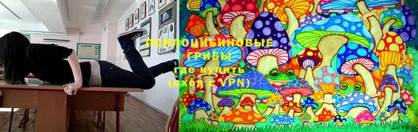 прущие грибы Бронницы